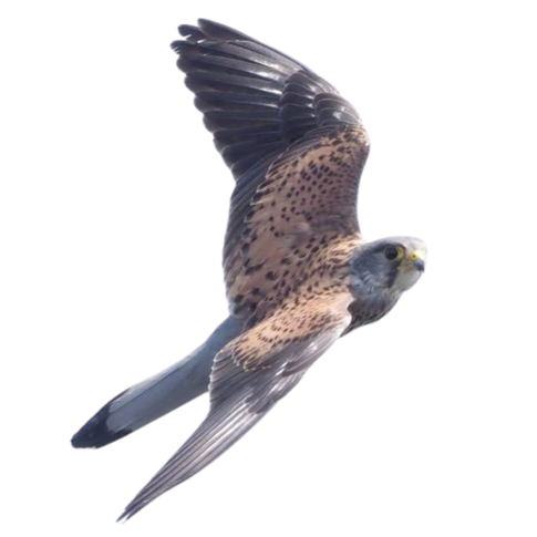 チョウゲンボウ