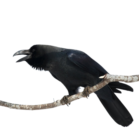 ハシブトガラス