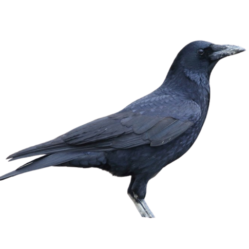 ハシボソガラス