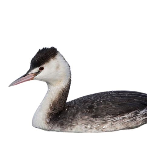 カンムリカイツブリ