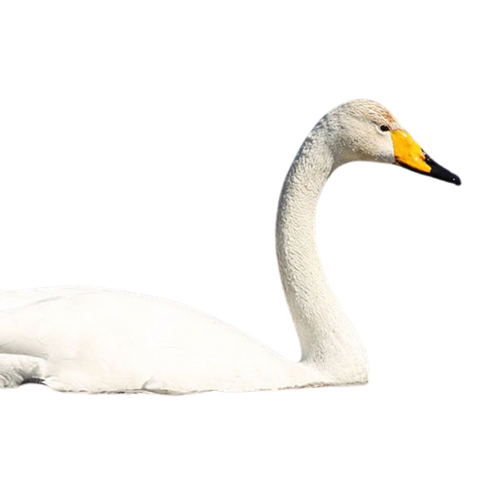 オオハクチョウ