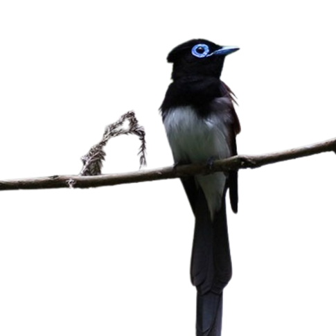 サンコウチョウ