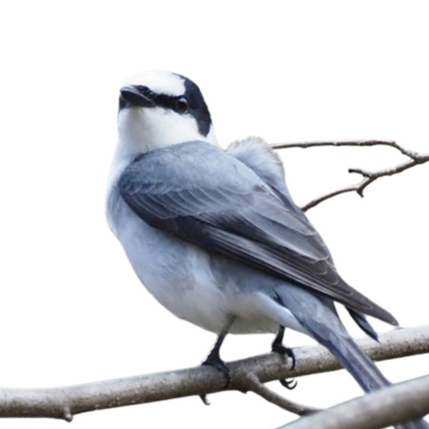 サンショウクイ