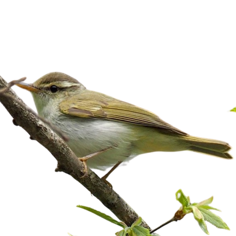 センダイムシクイ